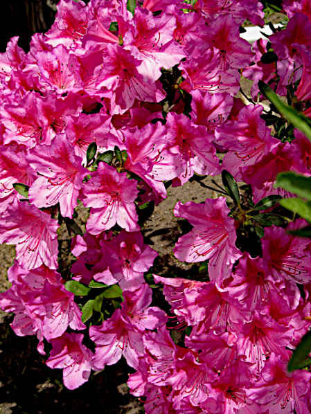 azalea 40 0.png